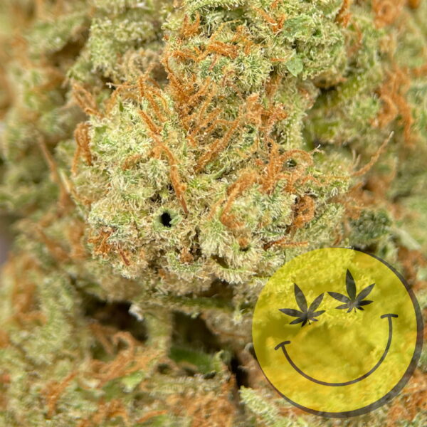 Amnesia Haze – Bild 3