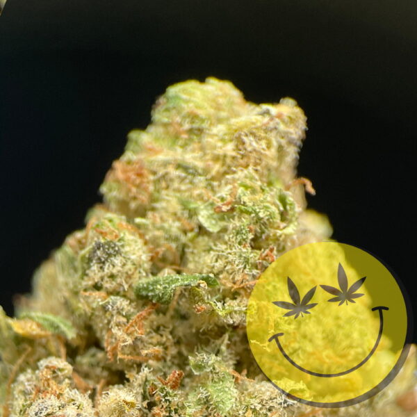 Northern Lights