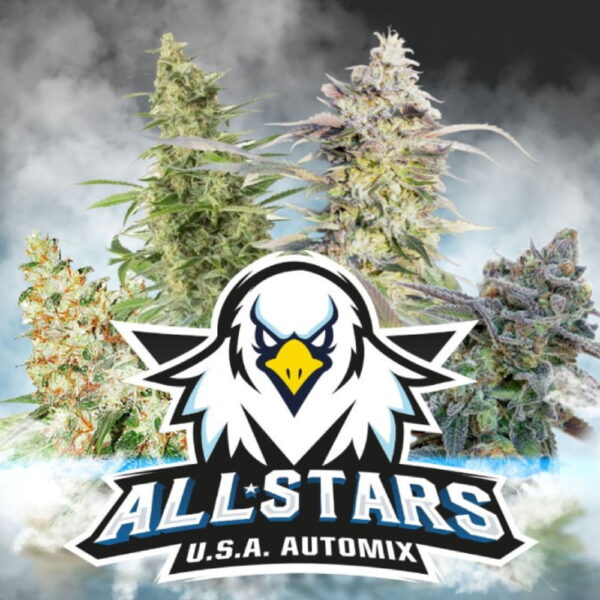 All Stars USA Auto Mix 12 Stk. | BSF Seeds – Bild 4