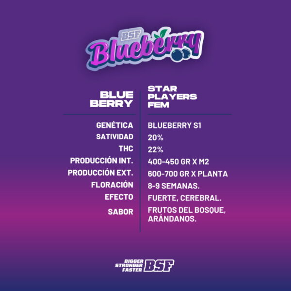 Blueberry Fem. | BSF Seeds – Bild 2