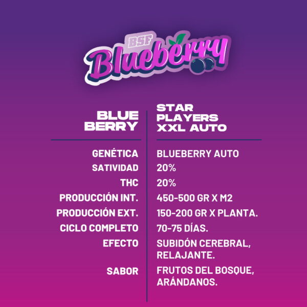 Blueberry XXL Auto 2 Stk. | BSF Seeds – Bild 2