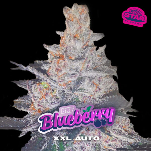 Blueberry XXL Auto 2 Stk. | BSF Seeds – Bild 3