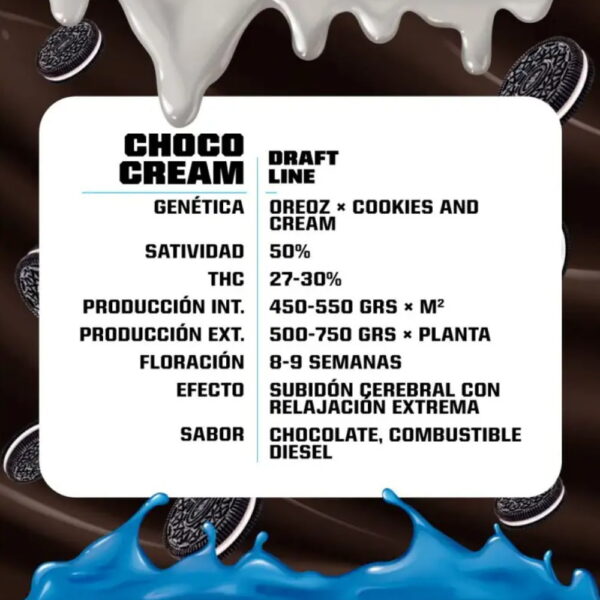 Choco Cream 2 Stk. | BSF Seeds – Bild 2