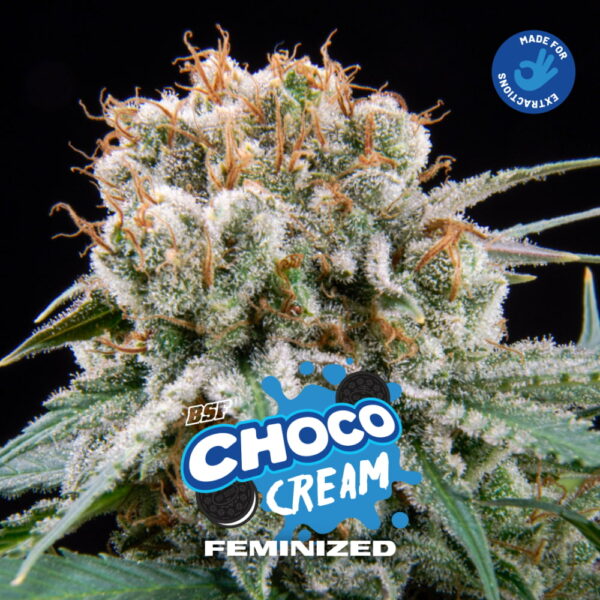 Choco Cream 2 Stk. | BSF Seeds – Bild 3