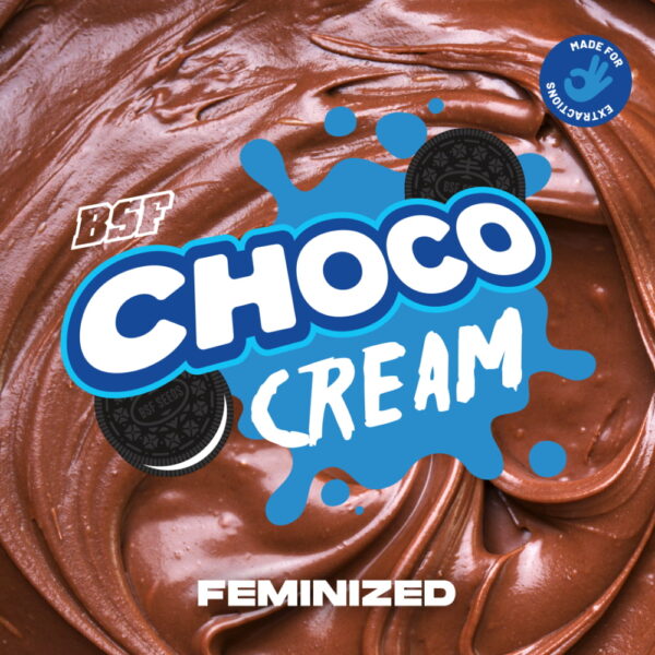 Choco Cream 2 Stk. | BSF Seeds – Bild 4