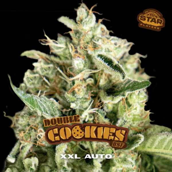 Double Cookies Auto 2 Stk. | BSF Seeds – Bild 3