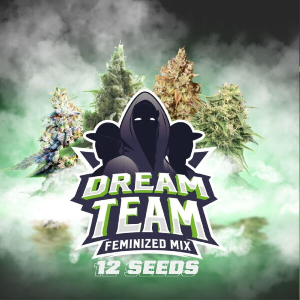 Dream Team Fem. Mix | BSF Seeds – Bild 4