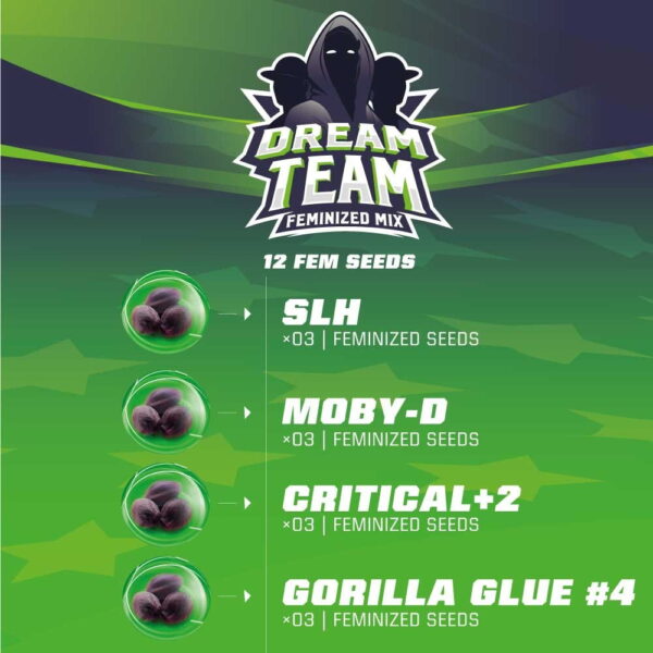 Dream Team Fem. Mix | BSF Seeds – Bild 3