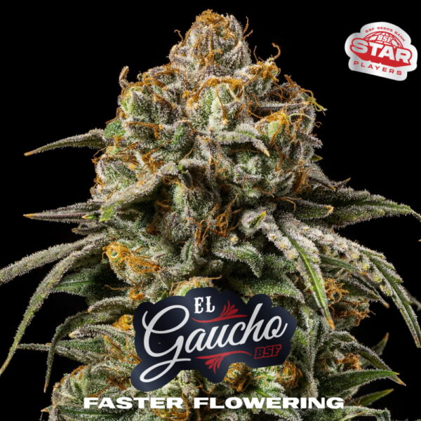 El Gaucho Fast Version | BSF Seeds – Bild 2