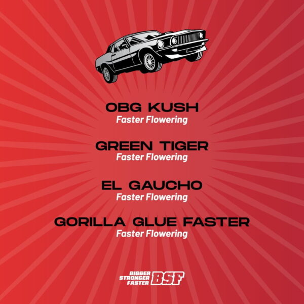 Faster And Furious Faster Mix | BSF Seeds – Bild 2