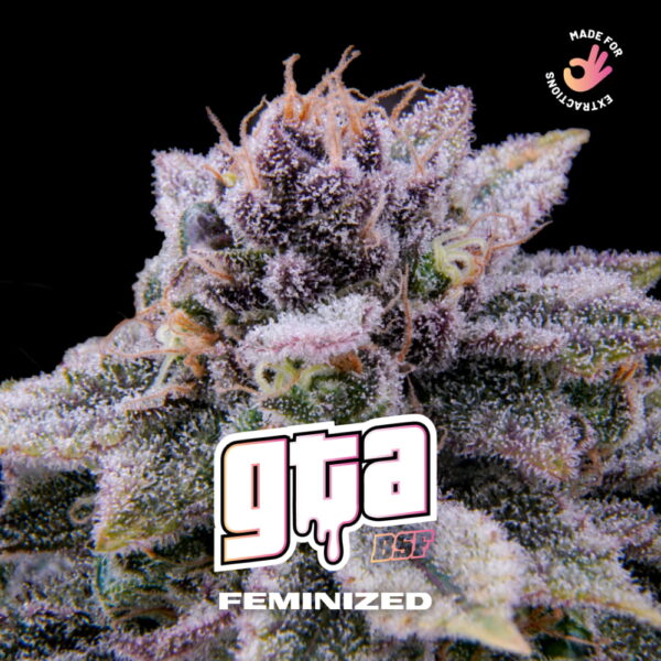 GTA | BSF Seeds – Bild 3
