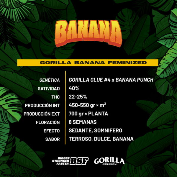 Gorilla Banana | BSF Seeds – Bild 2