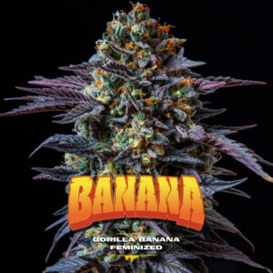 Gorilla Banana | BSF Seeds