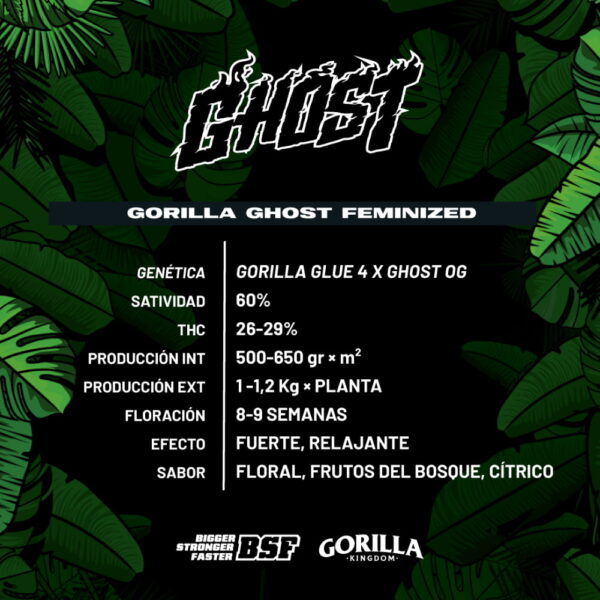 Gorilla Ghost 2 Stk. | BSF Seeds – Bild 2