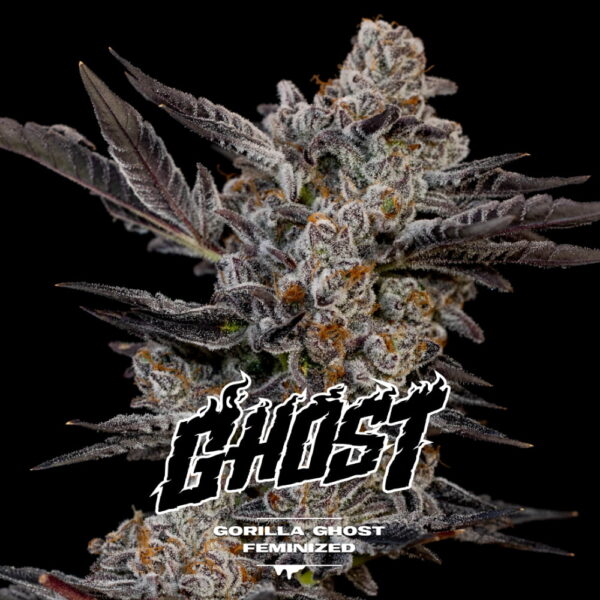 Gorilla Ghost 2 Stk. | BSF Seeds