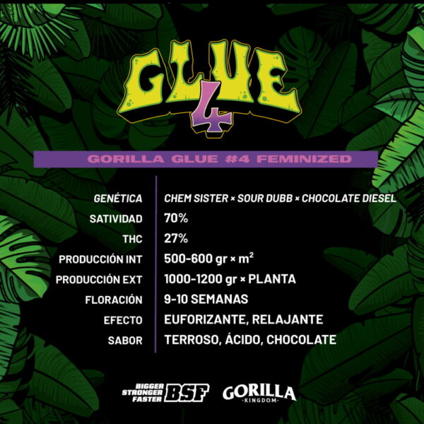 Gorilla Glue #4 2 Stk. | BSF Seeds – Bild 2