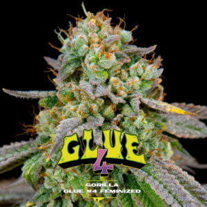 Gorilla Glue #4 2 Stk. | BSF Seeds