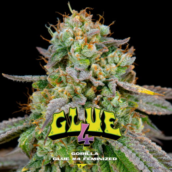 Gorilla Glue #4 2 Stk. | BSF Seeds