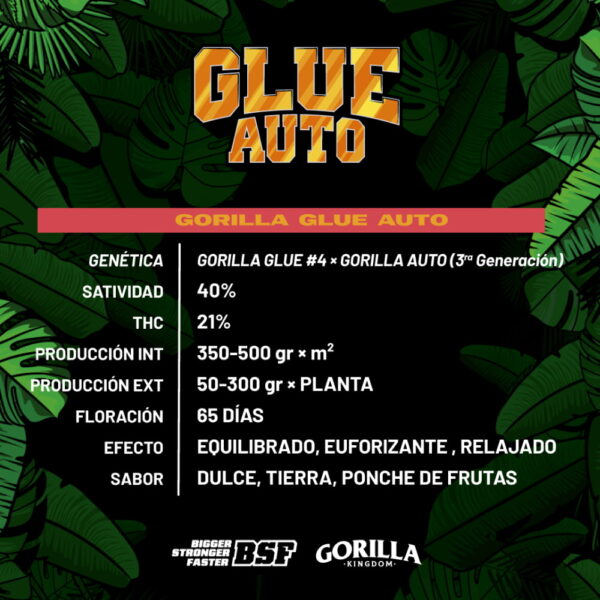 Gorilla Glue Auto 2 Stk. | BSF Seeds – Bild 2
