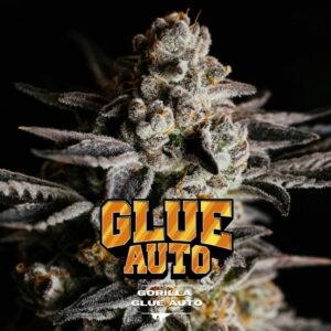 Gorilla Glue Auto 2 Stk. | BSF Seeds