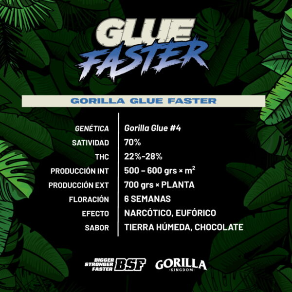 Gorilla Glue Fast Version | BSF Seeds – Bild 2