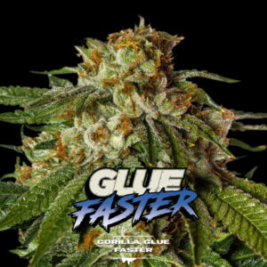 Gorilla Glue Fast Version 2 Stk. | BSF Seeds