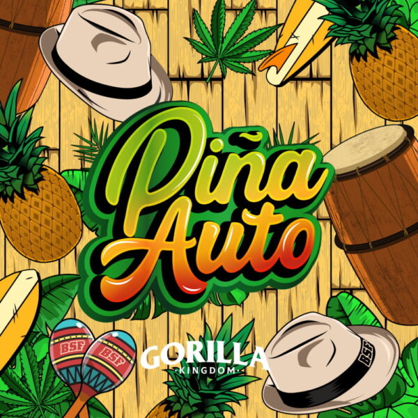 Gorilla Piña Auto | BSF Seeds – Bild 4