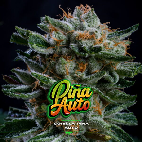 Gorilla Piña Auto | BSF Seeds – Bild 3