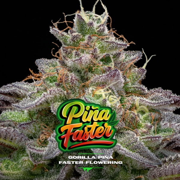 Gorilla Piña Faster | BSF Seeds – Bild 3