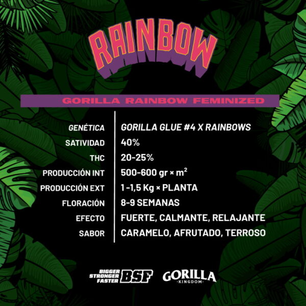Gorilla Rainbow | BSF Seeds – Bild 2