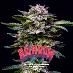Gorilla Rainbow 2 Stk. | BSF Seeds