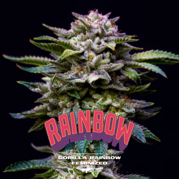Gorilla Rainbow | BSF Seeds
