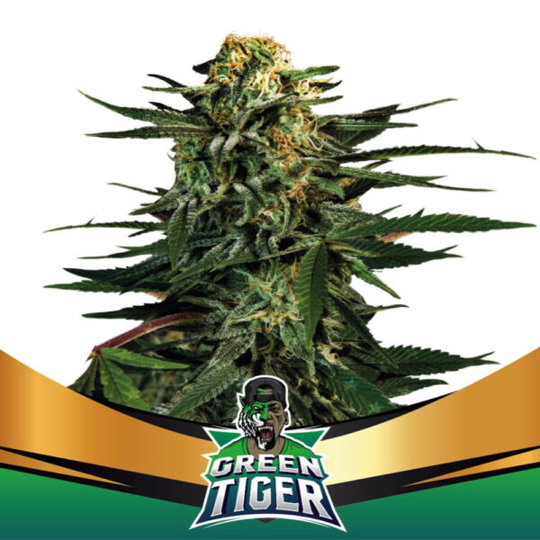 Green Tiger Fast Version | BSF Seeds – Bild 2