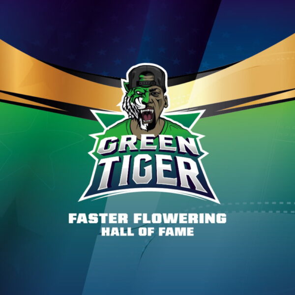 Green Tiger Fast Version | BSF Seeds – Bild 4