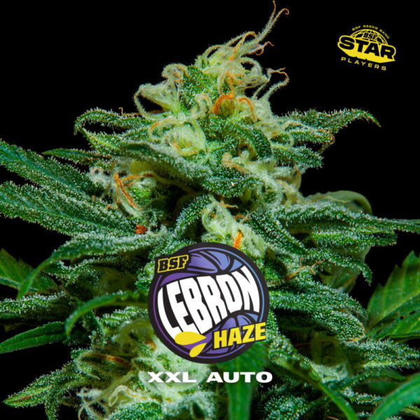 Lebron Haze XXL Auto | BSF Seeds – Bild 3
