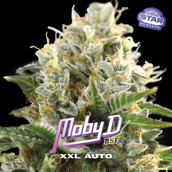 Moby-D XXL Auto | BSF Seeds – Bild 3