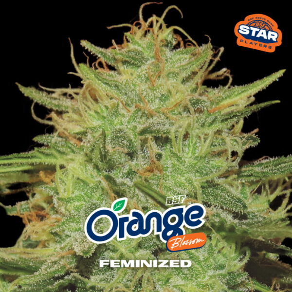 Orange Blossom Fem. | BSF Seeds – Bild 3