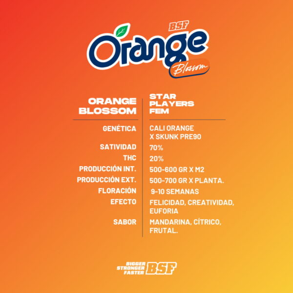 Orange Blossom Fem. | BSF Seeds – Bild 2