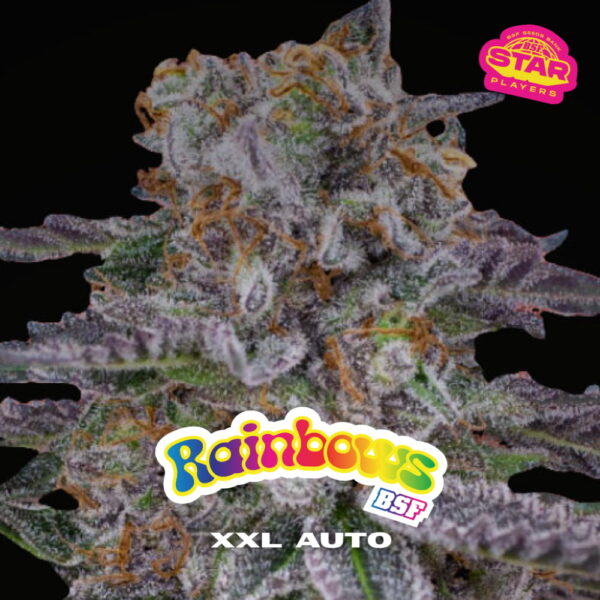 Rainbows XXL Auto | BSF Seeds – Bild 3