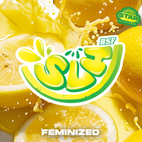 Super Lemon Haze | BSF Seeds – Bild 4