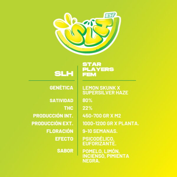 Super Lemon Haze | BSF Seeds – Bild 2