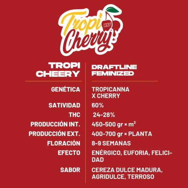Tropi Cherry | BSF Seeds – Bild 2