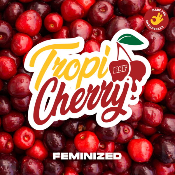 Tropi Cherry | BSF Seeds – Bild 4
