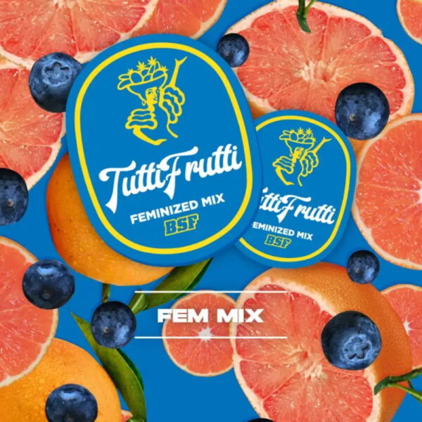 Tutti Frutti Fem. Mix | BSF Seeds – Bild 3