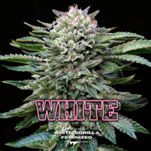 White Gorilla 2 Stk. | BSF Seeds