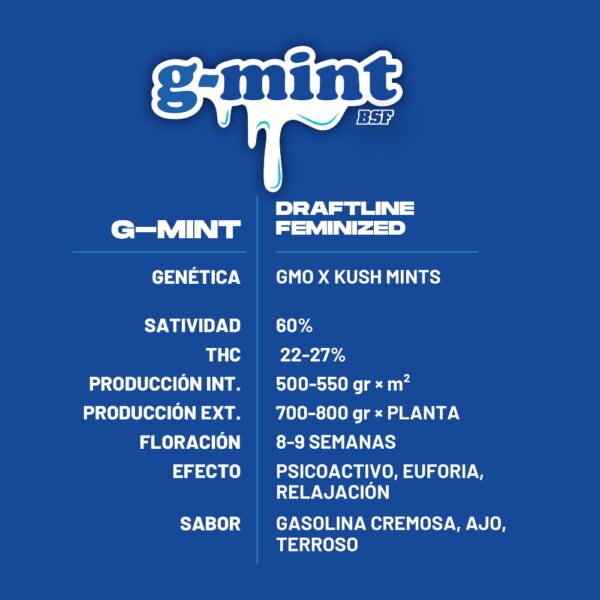 g-mint 2 Stk. | BSF Seeds – Bild 2
