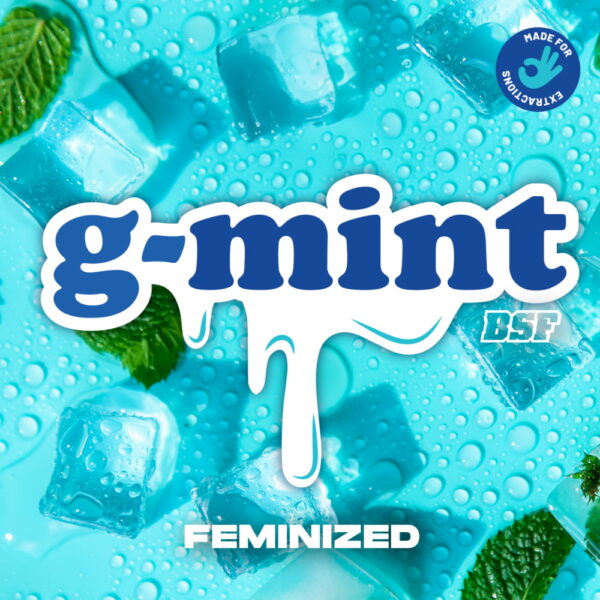 g-mint 2 Stk. | BSF Seeds – Bild 4