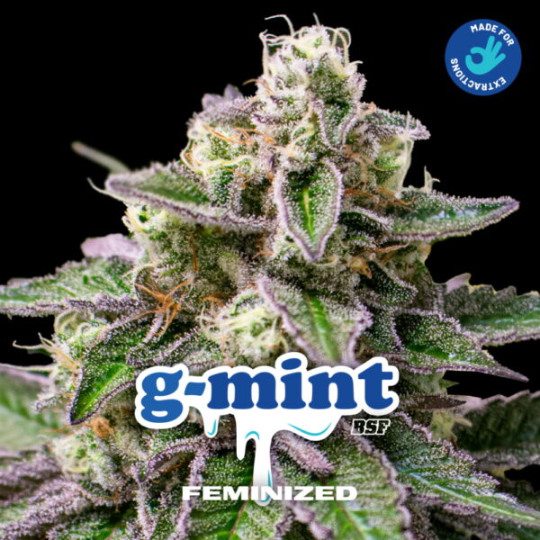 g-mint 2 Stk. | BSF Seeds – Bild 3